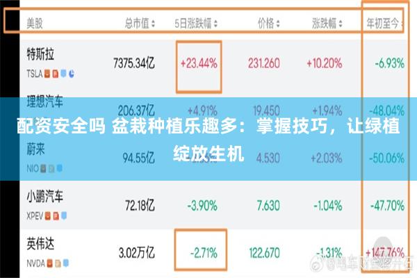 配资安全吗 盆栽种植乐趣多：掌握技巧，让绿植绽放生机