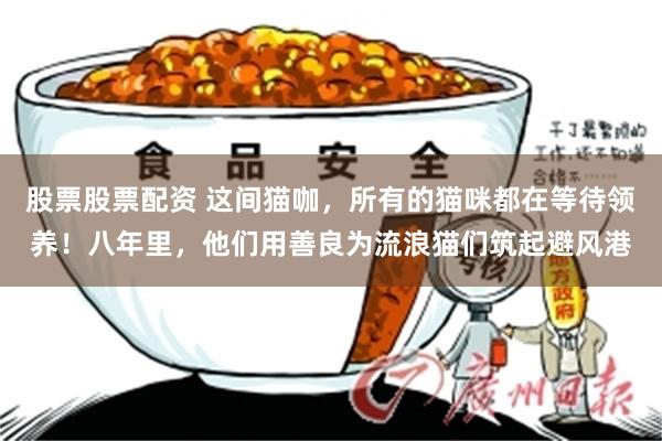 股票股票配资 这间猫咖，所有的猫咪都在等待领养！八年里，他们用善良为流浪猫们筑起避风港